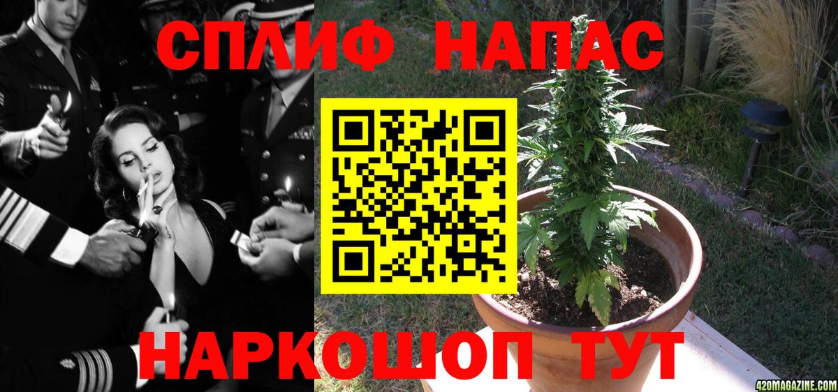 Конопля планчик Калининград